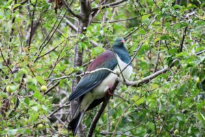 NZWoodPigeon2-300x200 Te Anau & The 8th Wonder of the World