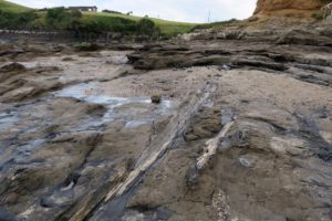  Invercargill: Penguins, Waterfalls, & Really Old Trees