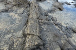  Invercargill: Penguins, Waterfalls, & Really Old Trees