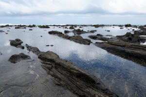  Invercargill: Penguins, Waterfalls, & Really Old Trees