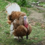  South Island: Maruia, Christchurch, & Akaroa