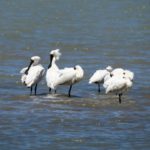  South Island: Maruia, Christchurch, & Akaroa