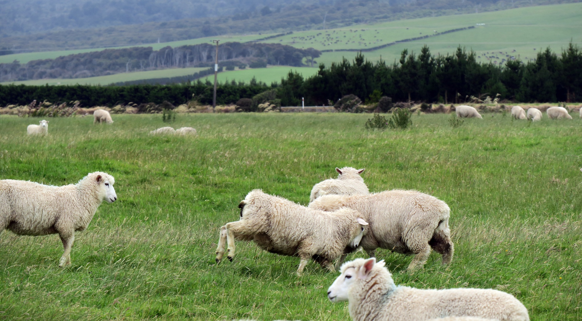Sheep Near Invercargill
