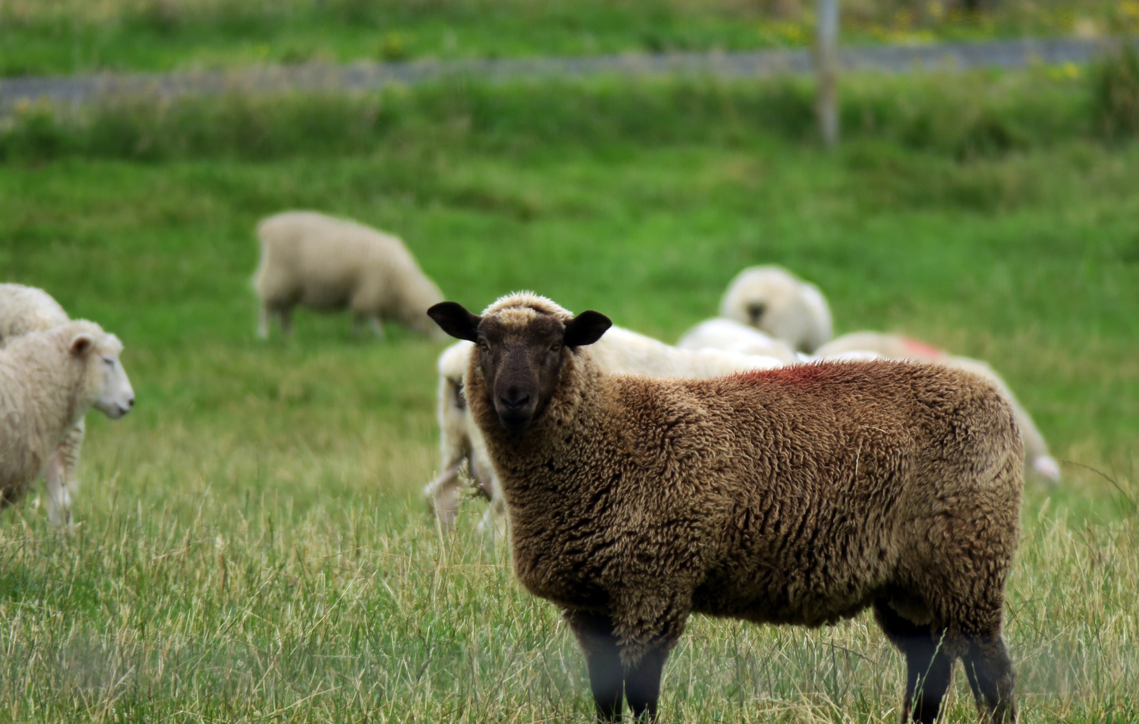 Black Sheep Near Invercargill