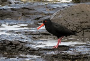  Invercargill: Penguins, Waterfalls, & Really Old Trees
