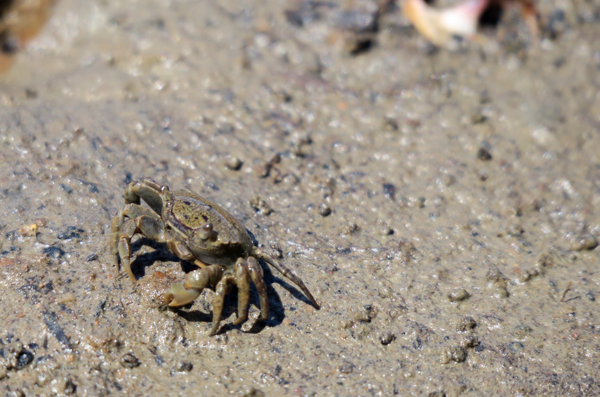 This crab was the size of a quarter!