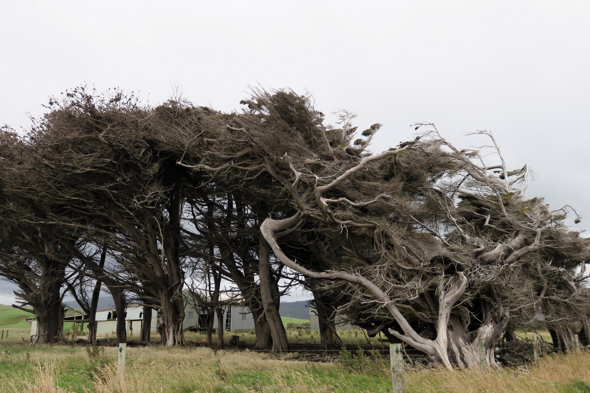 Windswept Trees
