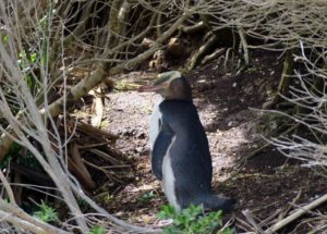  Invercargill: Penguins, Waterfalls, & Really Old Trees