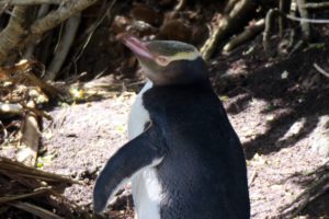  Invercargill: Penguins, Waterfalls, & Really Old Trees