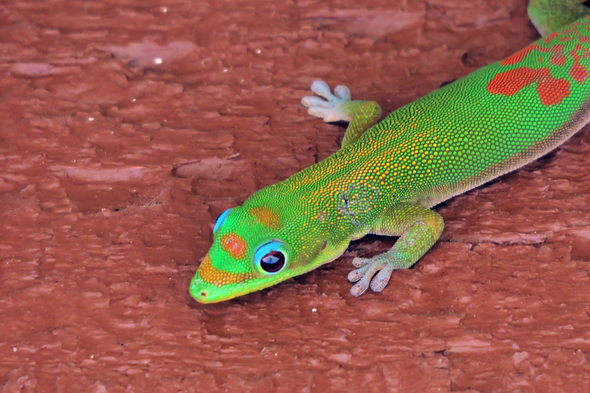 Gold Dust Day Gecko!