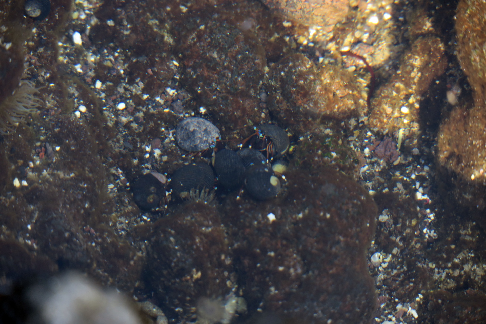 Hermit crabs in a tide pool!