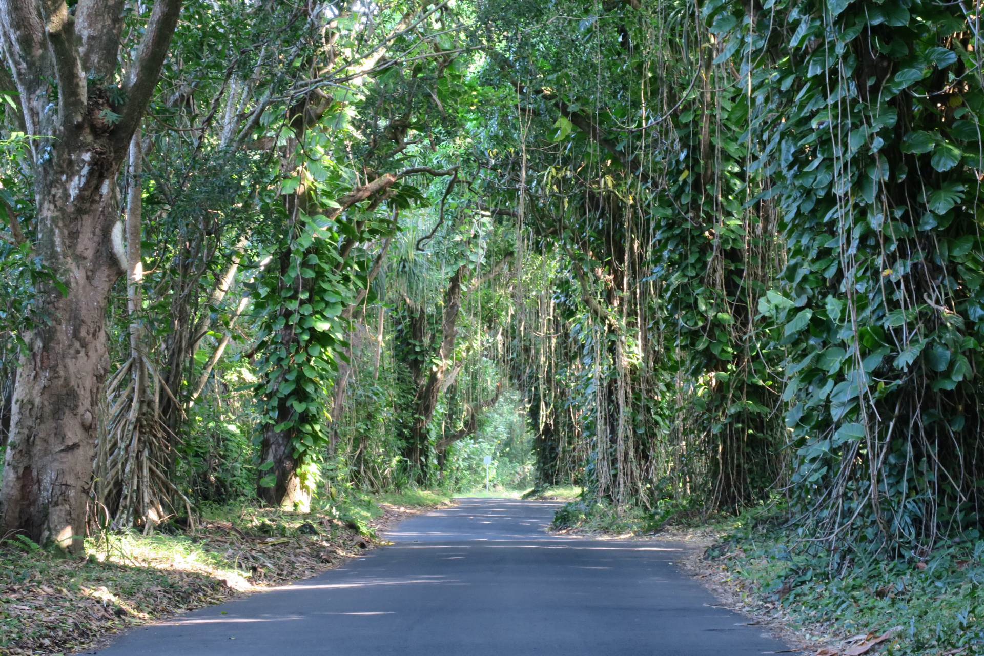 There were really cool trees and vines creating a canopy effect over the roads