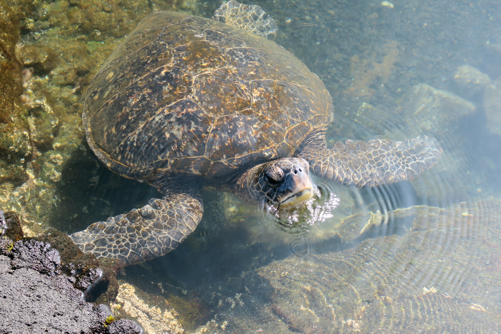 Sea Turtle in a Tide Pool at Punalu'u Beach