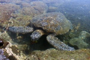  Volcanic Adventures on the Big Island