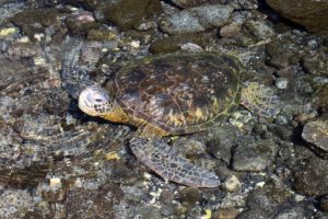  Volcanic Adventures on the Big Island