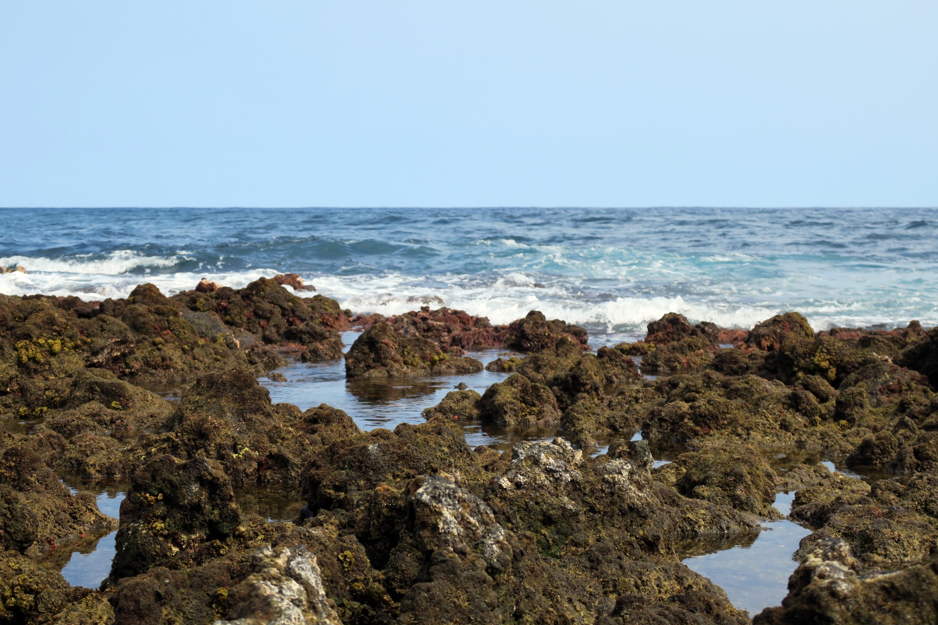 Tide Pools filled with all sorts of critters at Isaac Hale Beach Park!