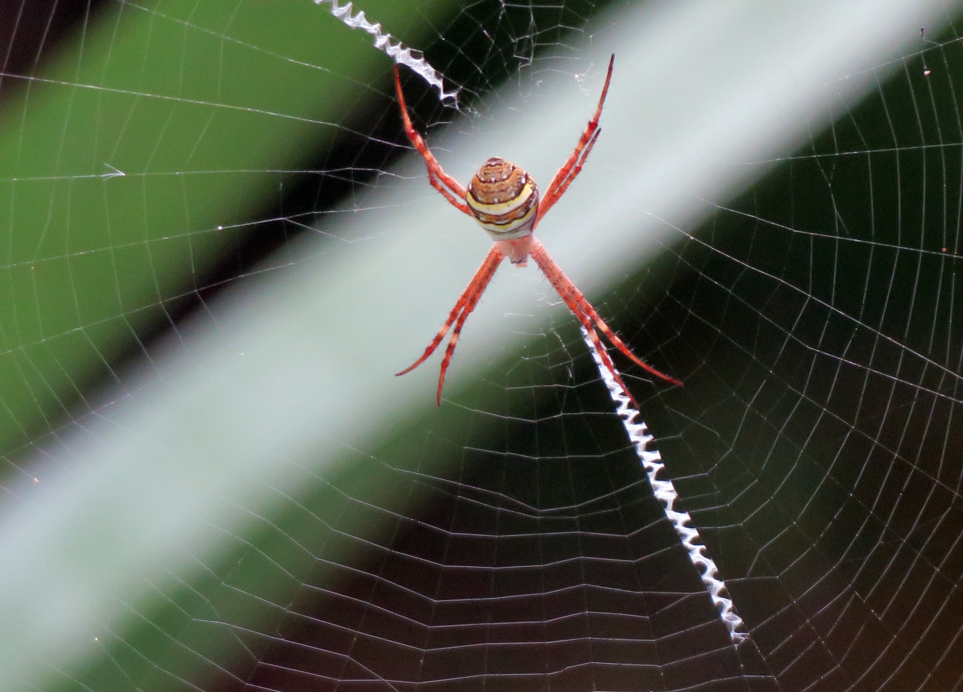 Colorful Orb Spider